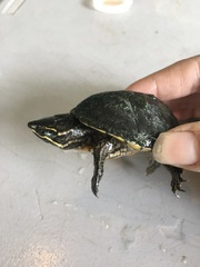 Sternotherus odoratus