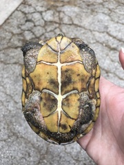Sternotherus odoratus