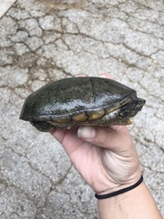 Sternotherus odoratus