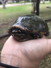 Sternotherus odoratus