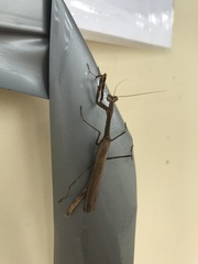 Coenomantis kraussiana