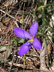 Cheiranthera alternifolia