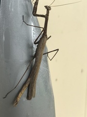 Coenomantis kraussiana