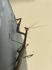 Coenomantis kraussiana