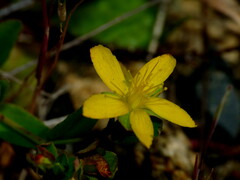 Hypericum humifusum