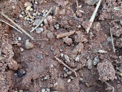 Pheidole tepicana