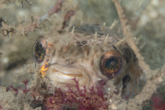 Cyclichthys orbicularis
