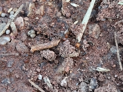 Pheidole tepicana