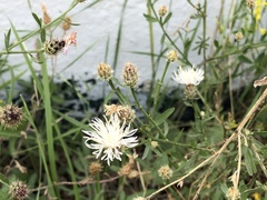 Centaurea ×psammogena