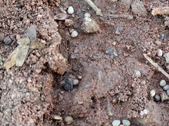Pheidole tepicana
