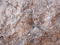 Pheidole tepicana