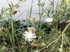 Centaurea ×psammogena