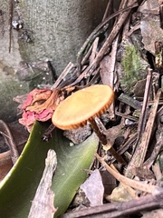 Heimiomyces tenuipes