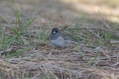 Junco hyemalis mearnsi × caniceps