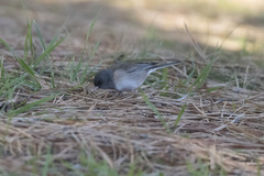 Junco hyemalis mearnsi × caniceps
