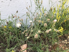 Centaurea ×psammogena