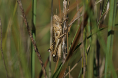 Schistocerca serialis cubense