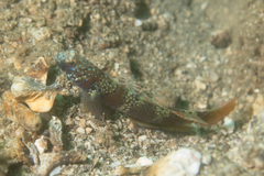 Amblyeleotris latifasciata