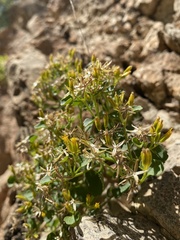 Perityle quinqueflora