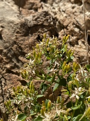 Perityle quinqueflora