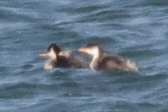 Rollandia microptera