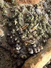Selaginella