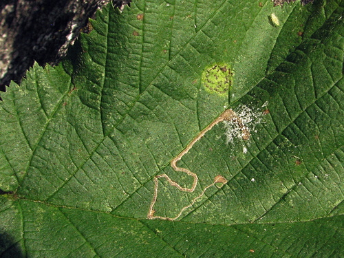 Hazel Leafminer Moth