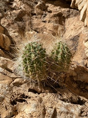 Echinocereus stramineus