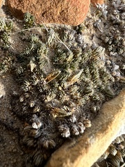 Selaginella