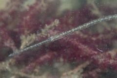 Aulostomus chinensis