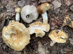 Russula fragrantissima