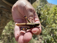 Schistocerca albolineata