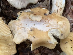 Russula fragrantissima