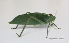Stilpnochlora azteca