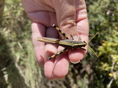 Schistocerca albolineata