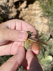 Schistocerca albolineata