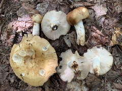 Russula fragrantissima