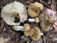 Russula fragrantissima