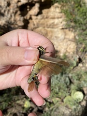 Schistocerca albolineata