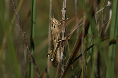 Schistocerca serialis cubense