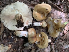 Russula fragrantissima