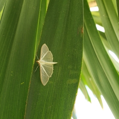 Palpita vitrealis