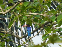 Halcyon cyanoventris