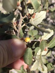 Cerococcus quercus