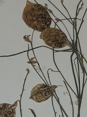 Astragalus ceramicus