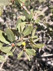 Cerococcus quercus
