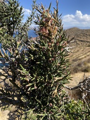 Colletia spinosissima