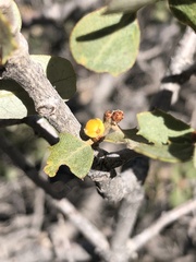 Cerococcus quercus