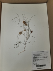 Astragalus ceramicus