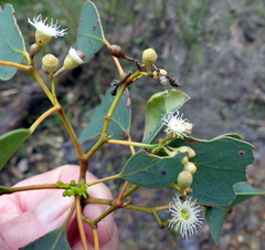 Eucalyptus polyanthemos